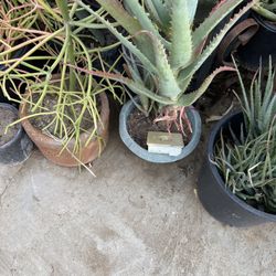 Aloe