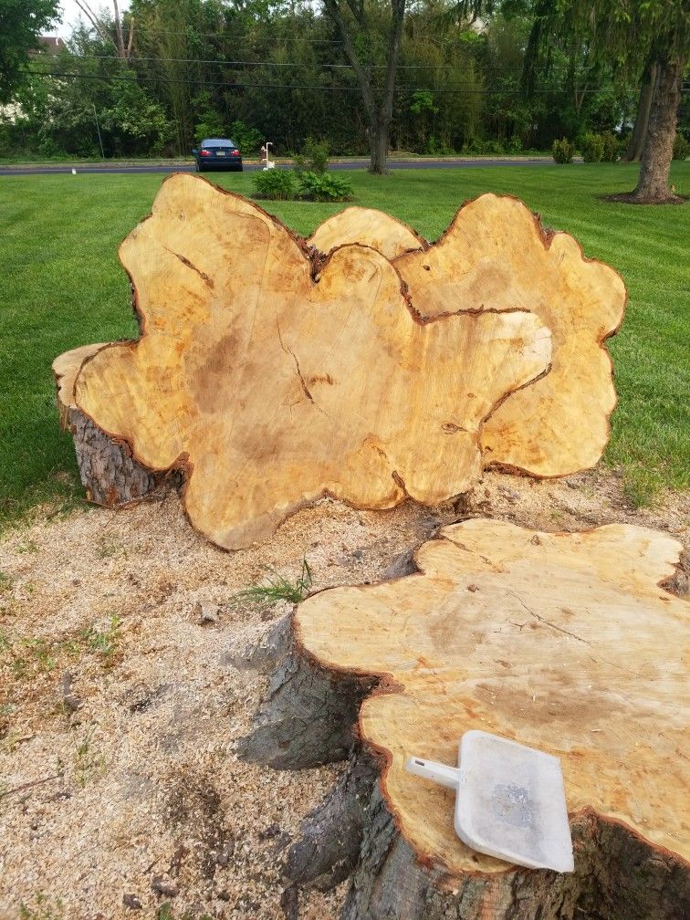 Silver Maple Leaf