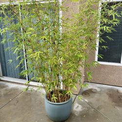 Very Large Bambusa multiplex 'Alphonse Karr' Live Bamboo Potted Plant