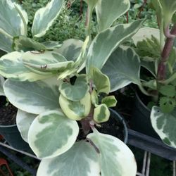 On Sale Pepperomia Plant 