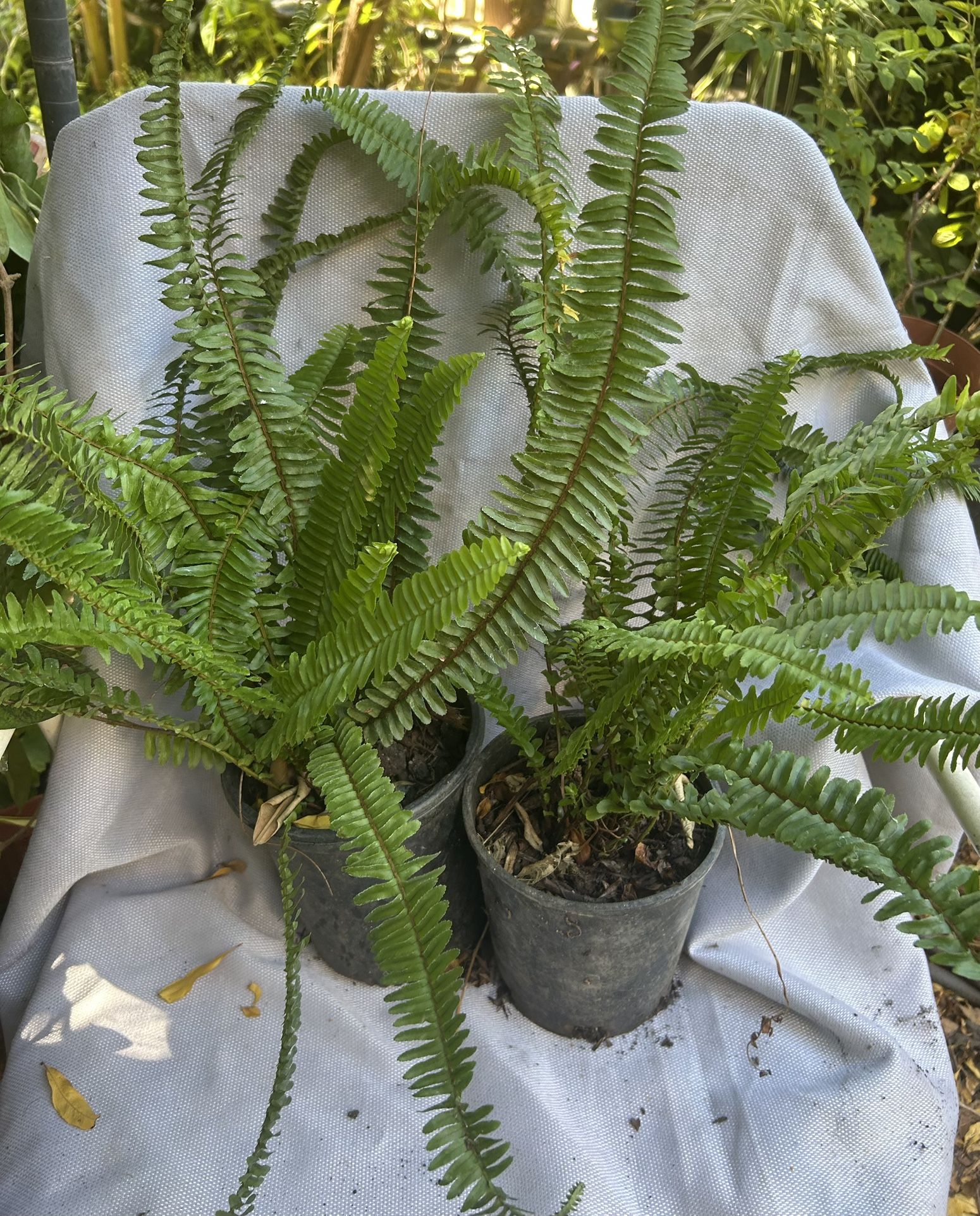 Fern Plant/ Plata de Helecho 