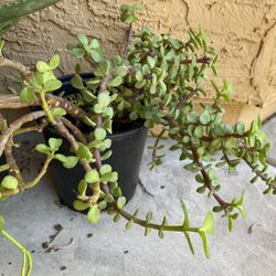 Elephant Food Portulacaria Afra Succulents