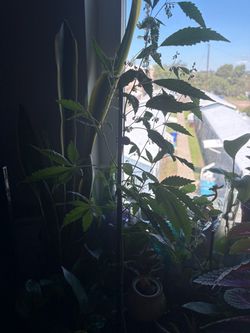 Male weed plant