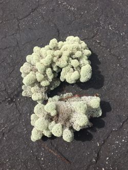 White Moss