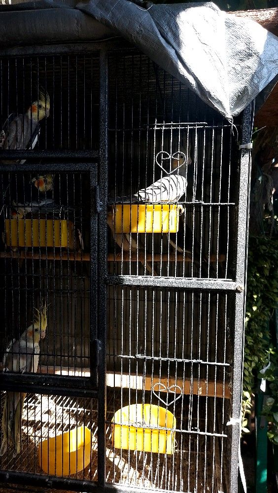 Bird Cage