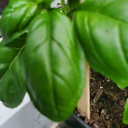 Basil