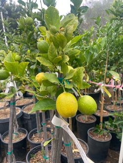 Fruiting Age Citrus Trees-5 Gallon Size- Orange Trees- Lemon Trees- Lime Trees- Mandarin Trees- Grapefruit Trees