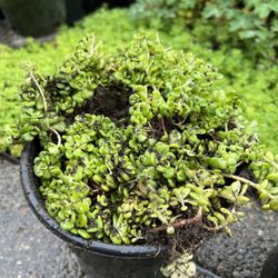 Out Door Succulents. Starting To Flowers. 4 Available 