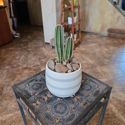 Mexican Fencepost Cactus In 5in Ceramic Pot 