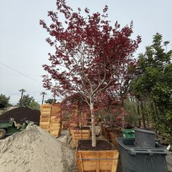 Japanese Maple (Bloodgood)