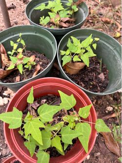 A whole bunch of papaya plants in a pot.