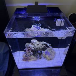 Reef Tank 15g  