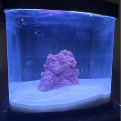 10 gallon biocube fish tank