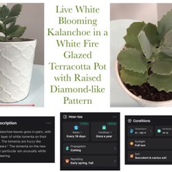 Live White Blooming Kalanchoe in a White Fire Glazed Terracotta Pot with Raised Diamond-like Pattern