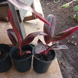 Hawaiian TI Plants 