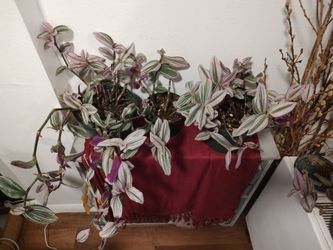 Tradescantia Zebrina Live Potted Plant