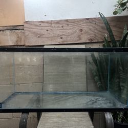Fish Tank