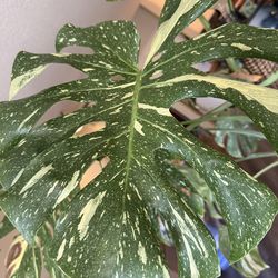 Thai Con Monstera - Double Fenestrations