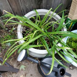 Spider Plant Rooted No Pots