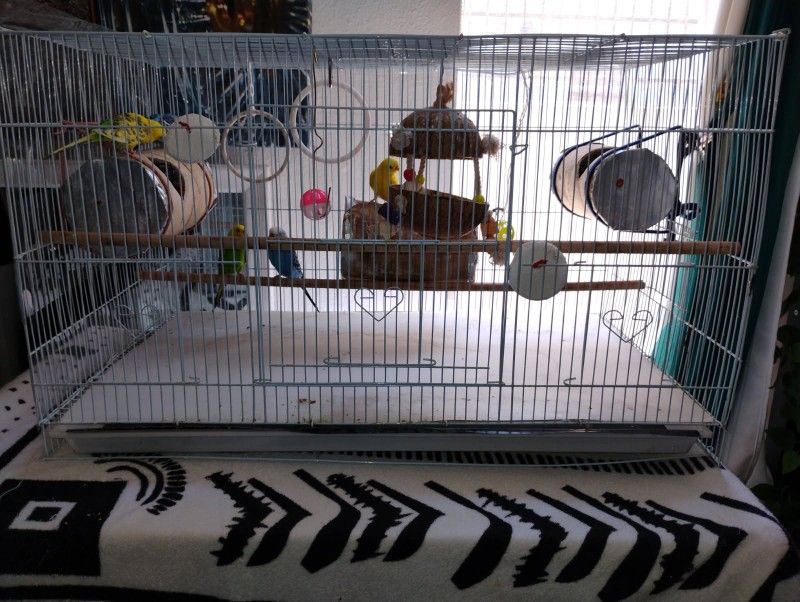 BIRD CAGE