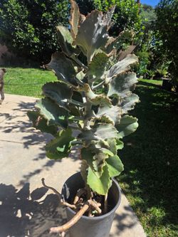 4 feet kalanchoe suculent