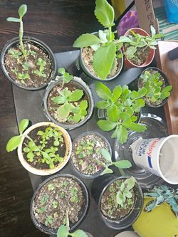 Kalanchoe