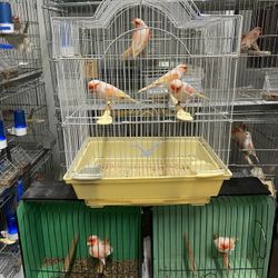 Bird Cage