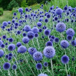 Globe Thistle (Echinops Ritro) Plants For Sale!
