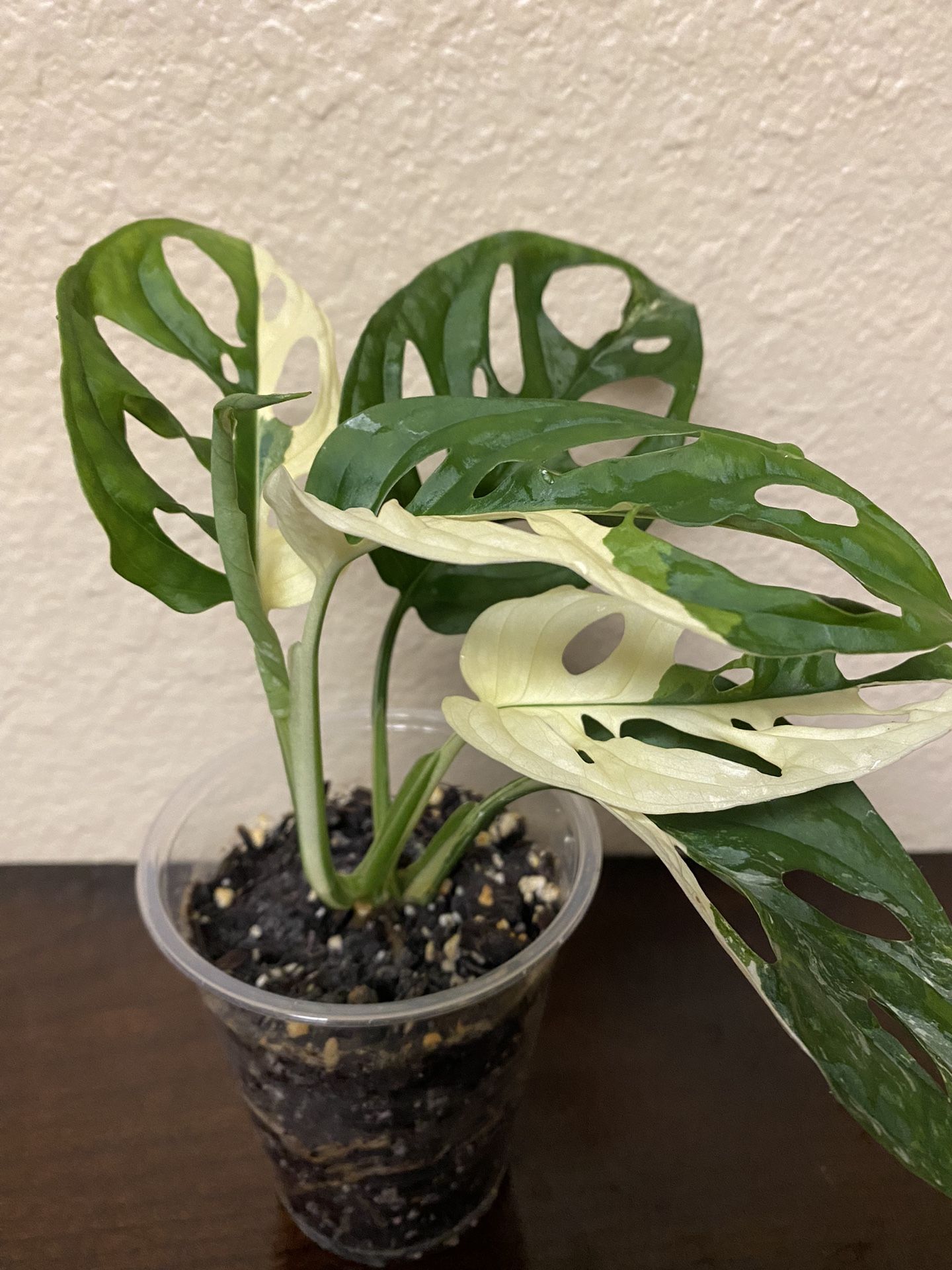 Monstera Adansonii Swiss Cheese Variegated Albo Plant In 4” Cup