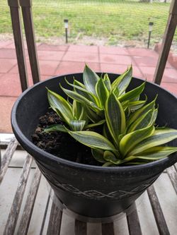 Low growth snake plant.