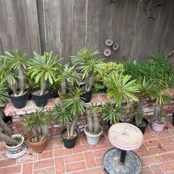 Estate Sale Tomorrow Exotic Plants Jewlery Vintage Tools Furniture 