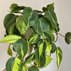 Lush Trailing Philodendron Brazil Plant/ House Plant/ Indoor Plant Flower Patio Garden