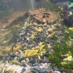 🦐 Christmas moss / aquarium plants / for cherry shrimp