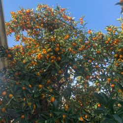 KumquatsOrganic Fresh Small Oranges 