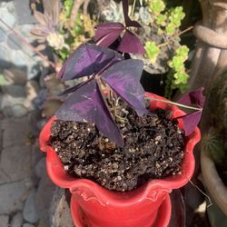 Purple Oxalis Triangular Plant. In Ceramic Red Pot.