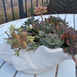   Succulents Arrangement 