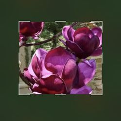 Purple Tulip Magnolia