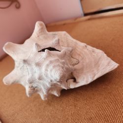Unique Concha Shell 