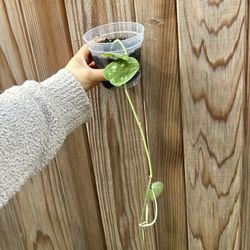 Scindapsus Pictus 'Satin' Argyraeus