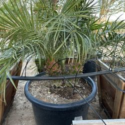 Pygmy Date Palm 