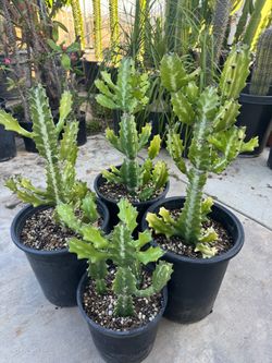 Euphorbia Lactea