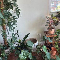 Plants All Of Them With Plant Stand And New Pots