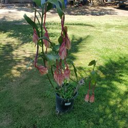 Pipe Cactus Or Orchid Cactus