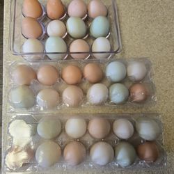 1x Dozen Organic Cage Free Chicken Eggs 