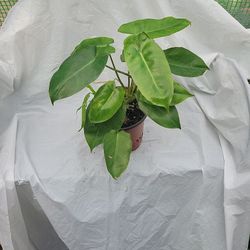 Berle Marx You're Going To Make Many Plants From This One