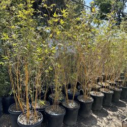 Alphonse Karr Bamboo