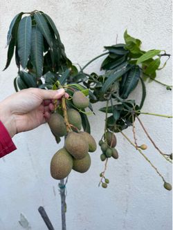 Kent Mango seedling with fruit