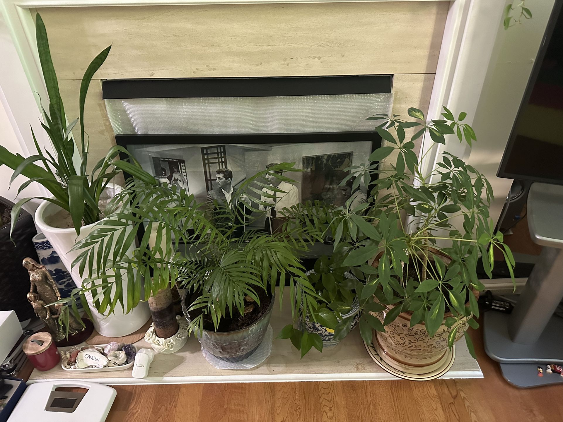 Various Plants