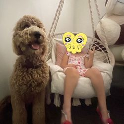  Hammock Hanging Swinging Chair