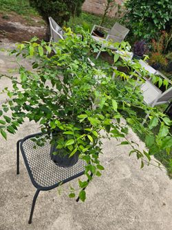 Downy Jasmine